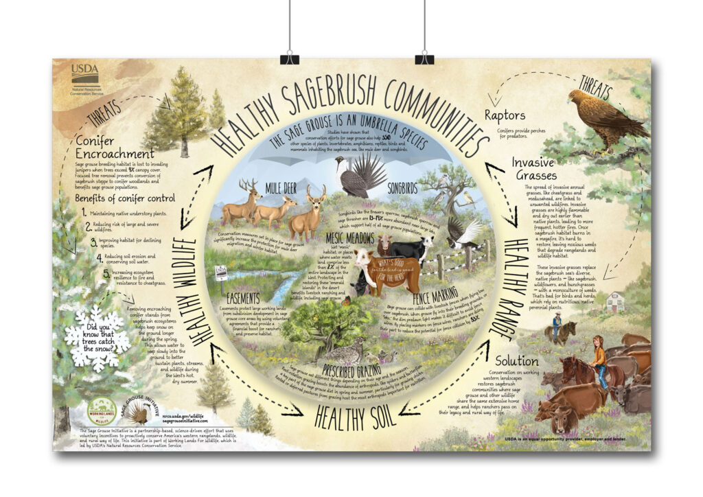 Sage grouse poster